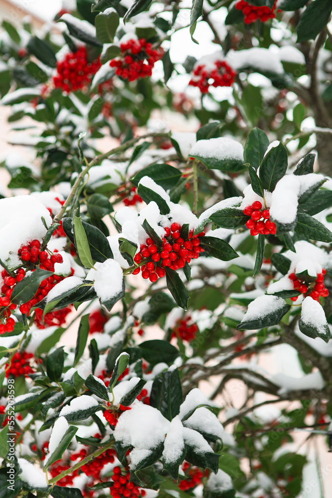 Christmas Holly red berries, Ilex aquifolium plant. Holly green foliage with mature red berries. Ilex aquifolium or Christmas holly. Green leaves and red berry Christmas holly. Christmas Holly red berries, Ilex aquifolium plant. Holly green foliage with mature red berries. Ilex aquifolium or Christmas holly. Green leaves and red berry Christmas holly.