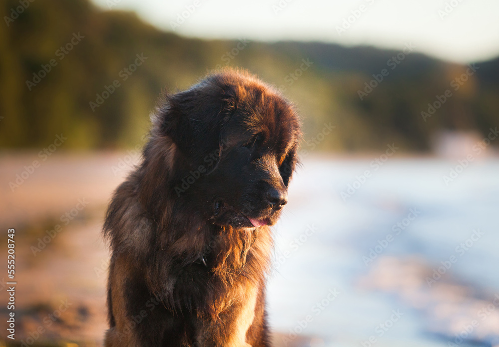 Beautiful big dog breed leonberger