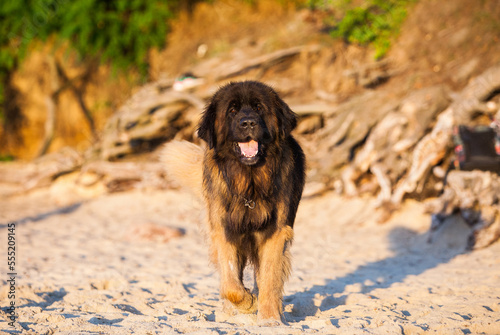 Beautiful big dog breed leonberger photo