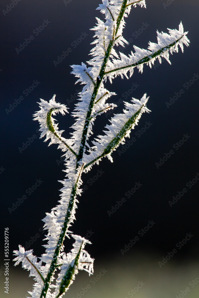 plants in winter occupied with ice crystals in sunlight plants in winter occupied with ice crystals in sunlight