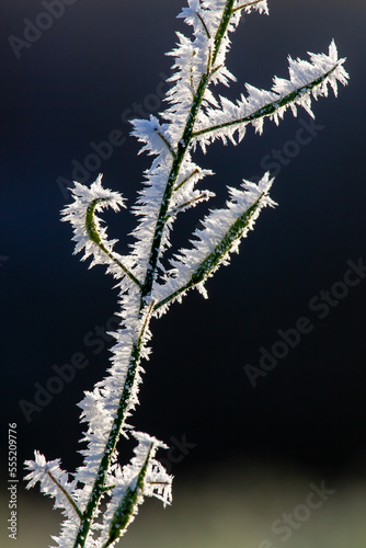plants in winter occupied with ice crystals in sunlight