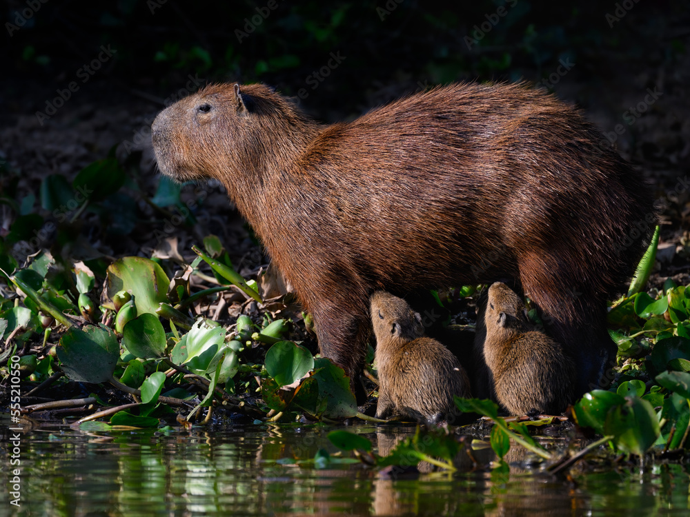 Baby Capybaras suckle milk from their mother Baby Capybaras suckle milk from their mother