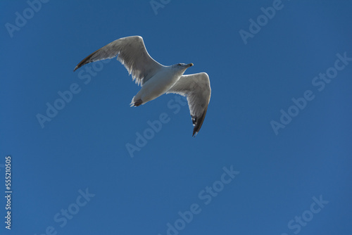 Flying seagulls on blue sky