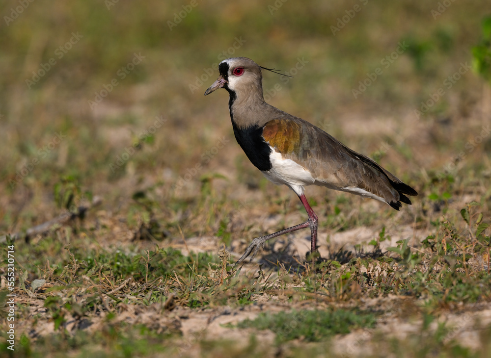 Southern Lapwing standing in the field, closeup portrait Southern Lapwing standing in the field, closeup portrait