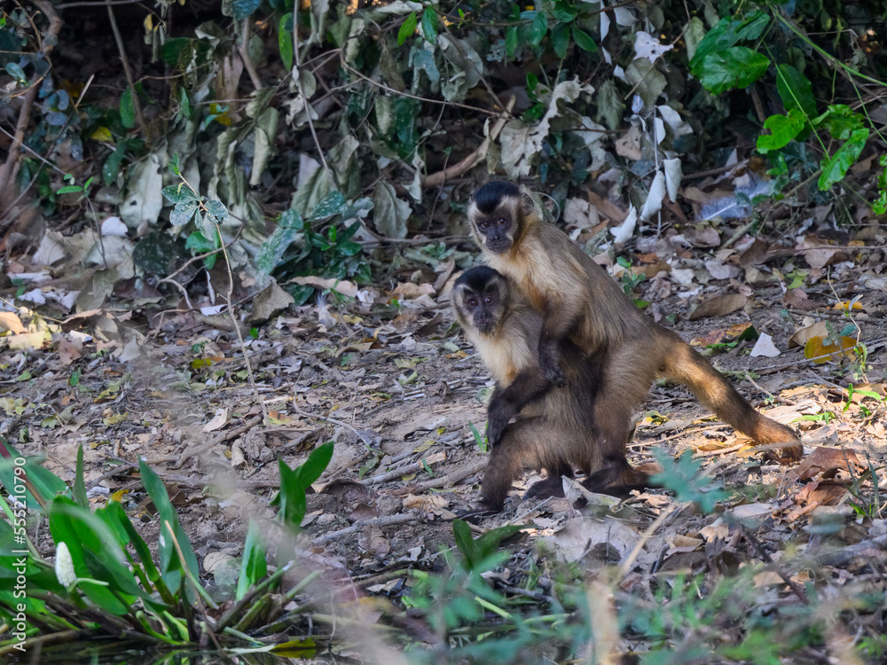Two Black-striped Tufted Capuchin monkeys posing in Pantanal, Brazil