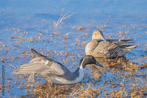 Northern Pinatial Ducks Relax on a Sunny Winter Day