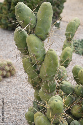 Opuntia atacamensis au jardin de cactus photo