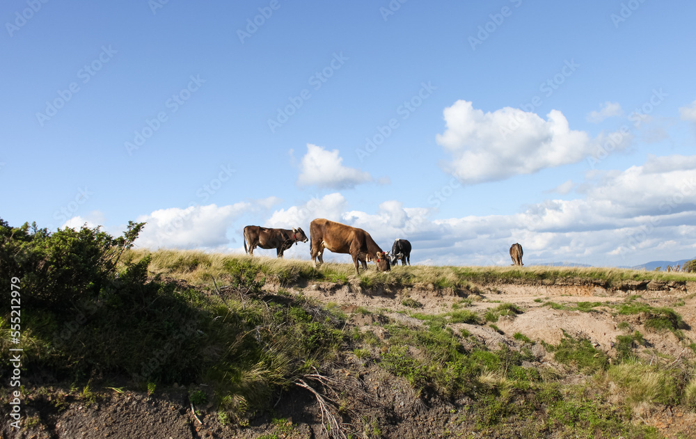 Obraz premium Cow in the mountains