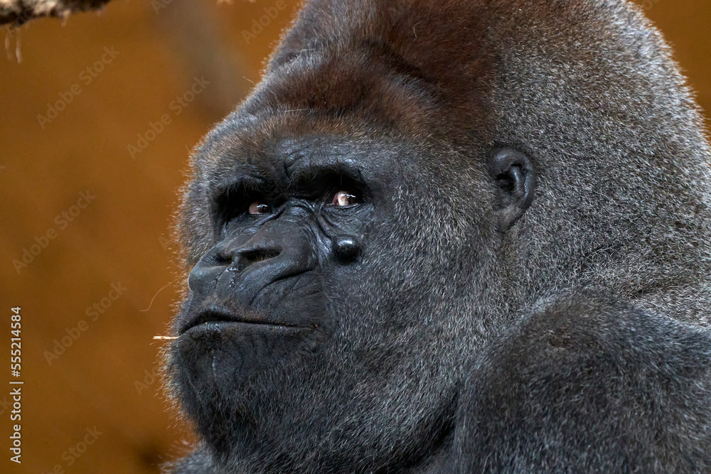 Obraz premium Beautiful side close portrait of a silverback gorilla with a branch in its mouth looking at camera in the nature park of Cabarceno, in Cantabria, Spain, Europe