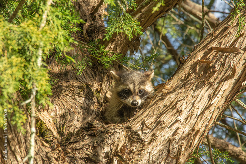 Curious baby raccoon sitting on a tree and looking straight to the camera in Vicksburg, Mississippi, USA