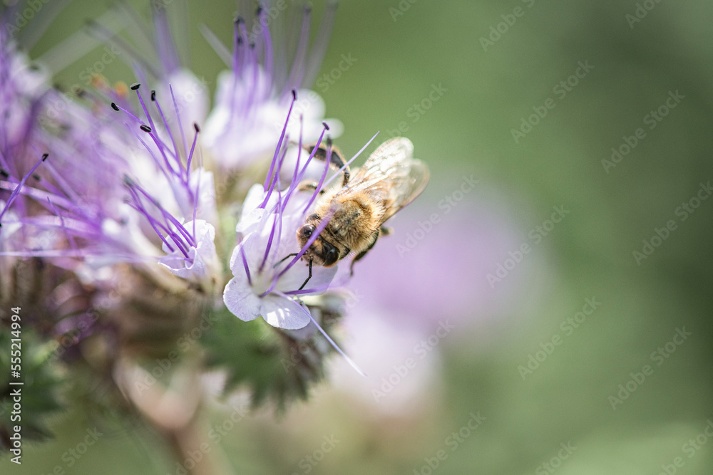 Anthophila bee collects nectar from blooming flowers in a summer field. Anthophila bee collects nectar from blooming flowers in a summer field.