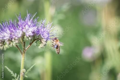 Anthophila bee collects nectar from blooming flowers in a summer field.