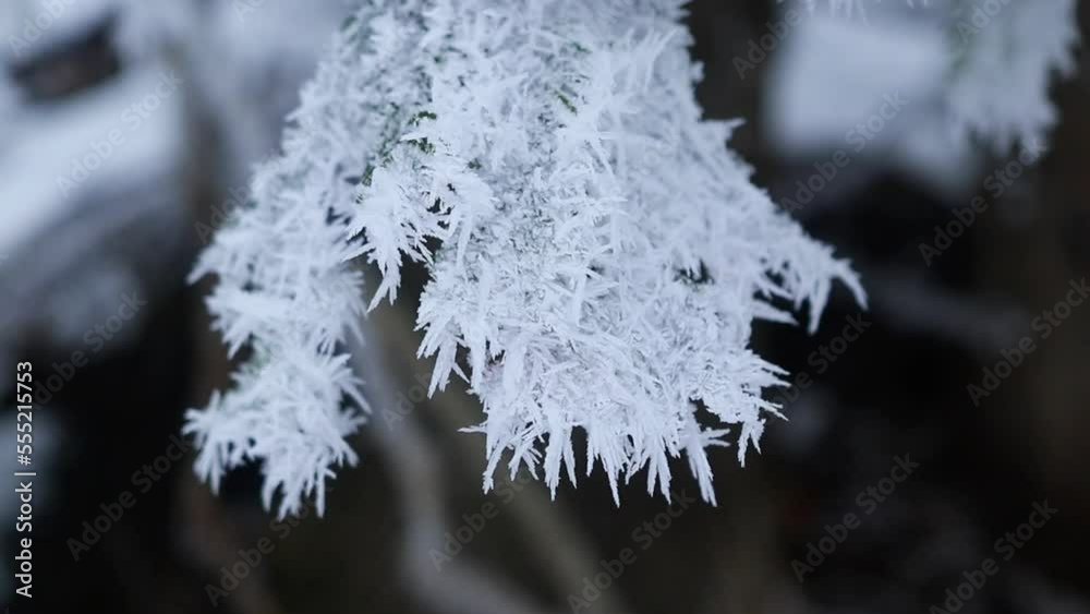 Winter details with snow covered the tree branches Winter details with snow covered the tree branches