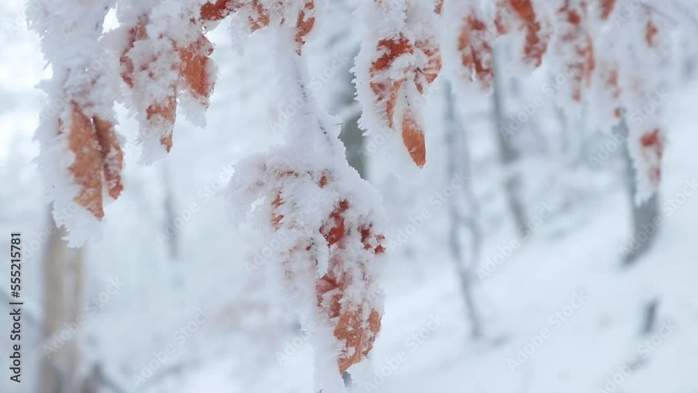 Winter details with snow covered the tree branches