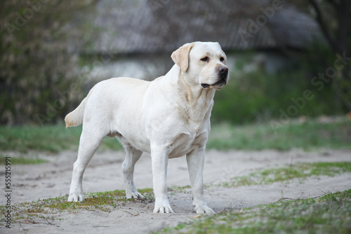 Labrador retriever in green park