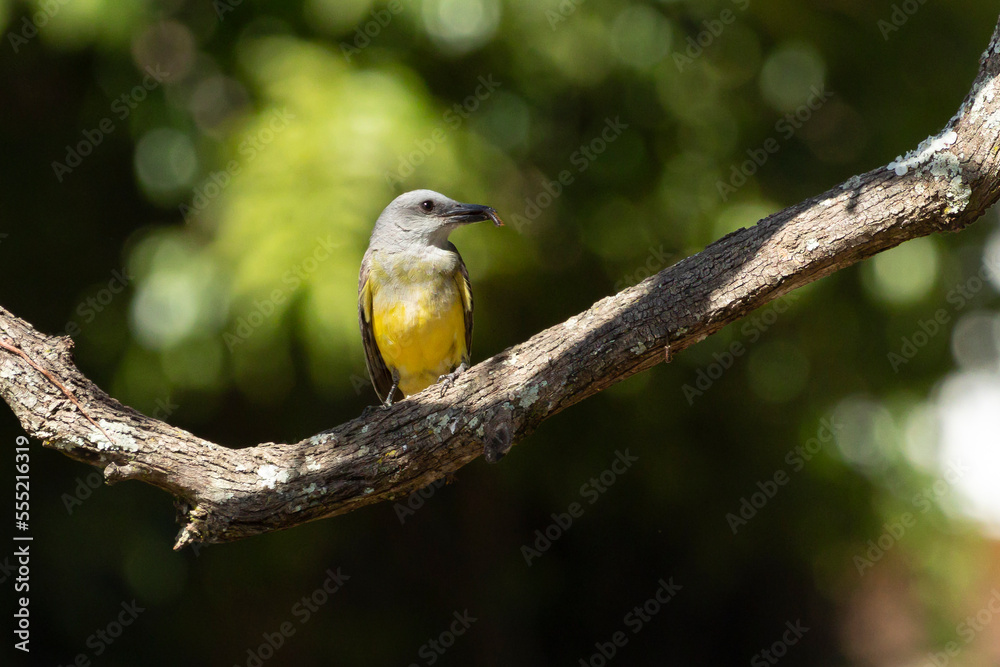 The Tropical Kingbird also known as Suiriri eating a centipede perched on the branches. Species Tyrannus melancholicus. Animal world. Birdwatching. Yellow bird. Flycatcher The Tropical Kingbird also known as Suiriri eating a centipede perched on the branches. Species Tyrannus melancholicus. Animal world. Birdwatching. Yellow bird. Flycatcher