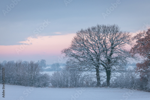 Pink and blue sunset over snowy field with line of bald trees in winter, Schleswig-Holstein, Northern Germany
