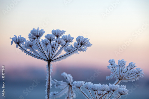 dill on a cold winter day as an ice flower photo
