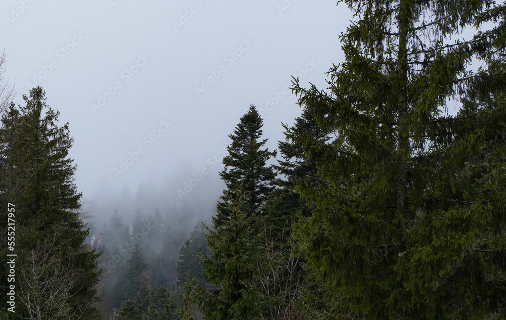Pine trees in a foggy forest