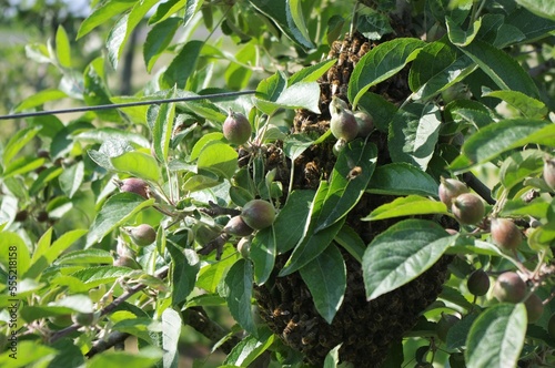 A swarm of bees on an apple tree, bees on apple tree, bee swarm