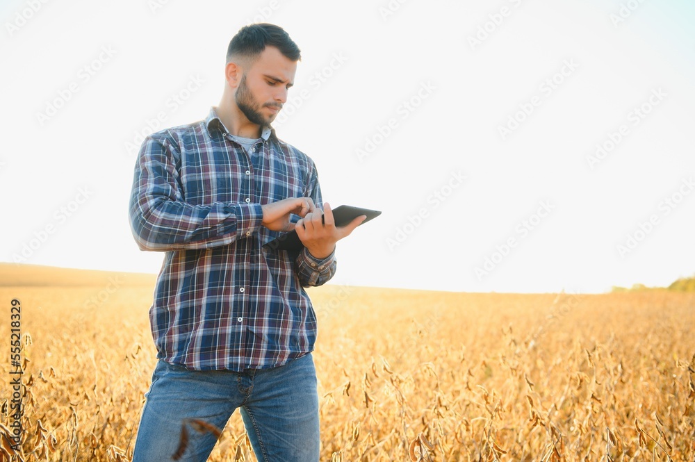agronomist or farmer examining crop of soybeans field.