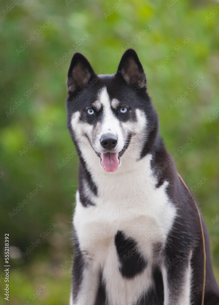 beautiful siberian husky in the park