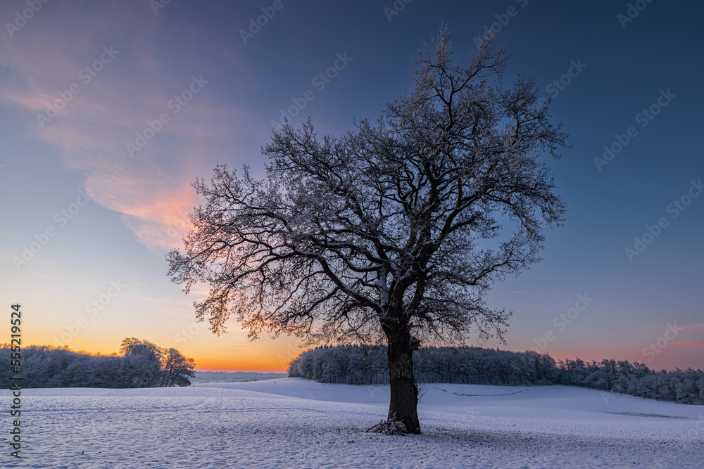 Bold oak quercus robur on snowy field at sunrise with colorful sky in winter, Schleswig-Holstein, Germany Bold oak quercus robur on snowy field at sunrise with colorful sky in winter, Schleswig-Holstein, Germany