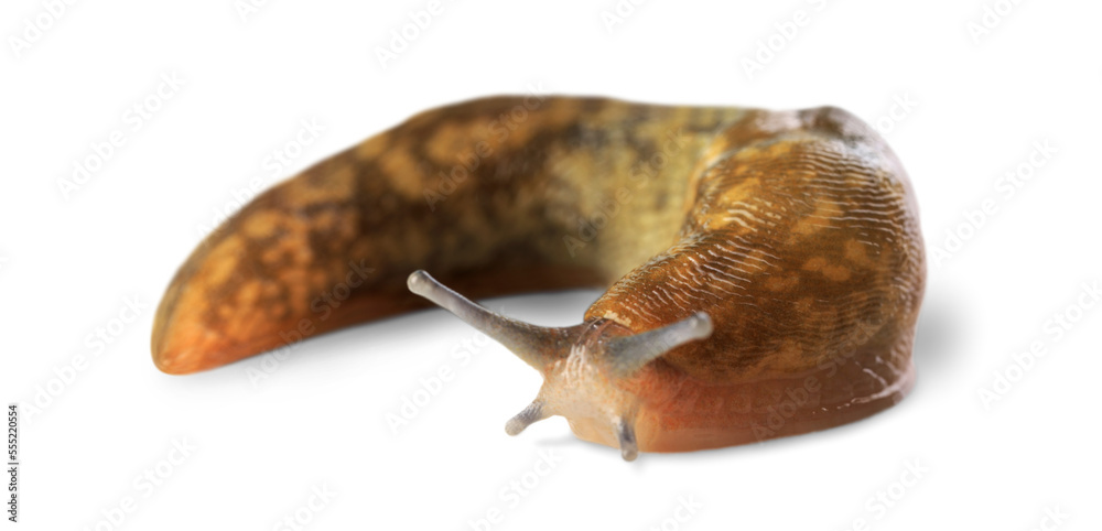 Ταπετσαρία Natural small garden snail or slug