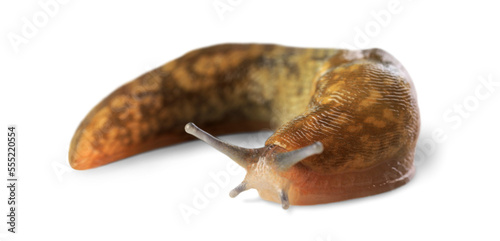 Natural small garden snail or slug