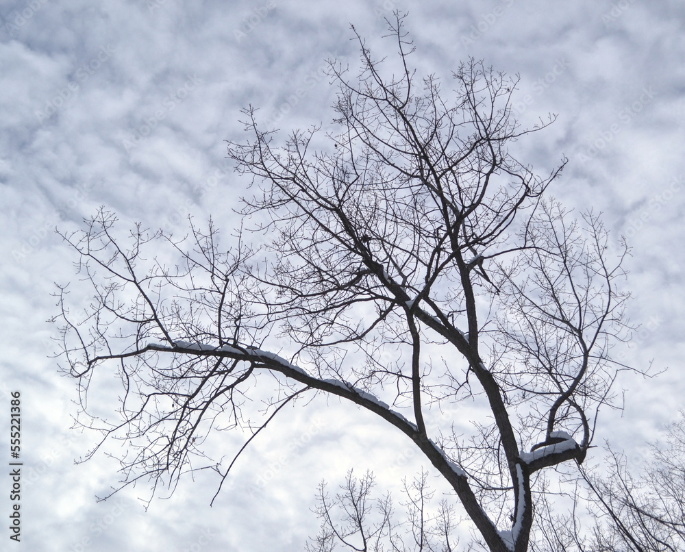 Lonely tree without leaf during a cold cloudy winter day. Lonely tree without leaf during a cold cloudy winter day.