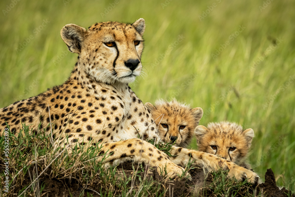 Cheetah (Acinonyx jubatus) lying with two cubs on grass, Grumeti Serengeti Tented Camp, Serengeti National Park; Tanzania Cheetah (Acinonyx jubatus) lying with two cubs on grass, Grumeti Serengeti Tented Camp, Serengeti National Park; Tanzania