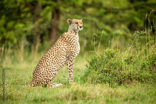 Cheetah (Acinonyx jubatus) sits alert on short grass turning head, Cottar's 1920s Safari Camp, Maasai Mara National Reserve; Kenya photo