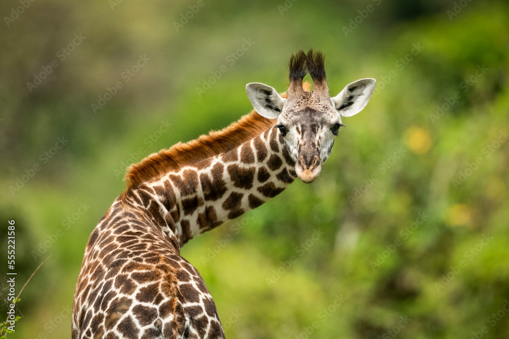 Close-up of Masai giraffe calf (Giraffa camelopardalis tippelskirchii) twisting neck, Klein's Camp, Serengeti National Park; Tanzania Close-up of Masai giraffe calf (Giraffa camelopardalis tippelskirchii) twisting neck, Klein's Camp, Serengeti National Park; Tanzania