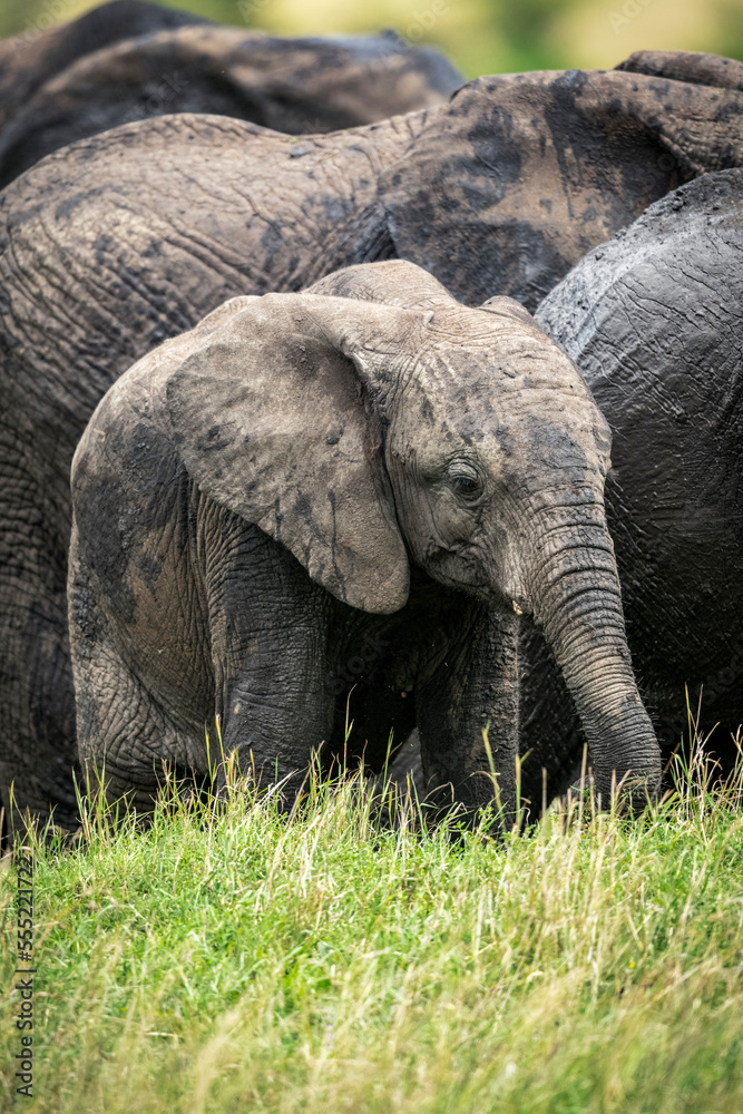 African bush elephant calf (Loxodonta africana) stands with herd, Klein's camp, Serengeti National Park; Tanzania African bush elephant calf (Loxodonta africana) stands with herd, Klein's camp, Serengeti National Park; Tanzania