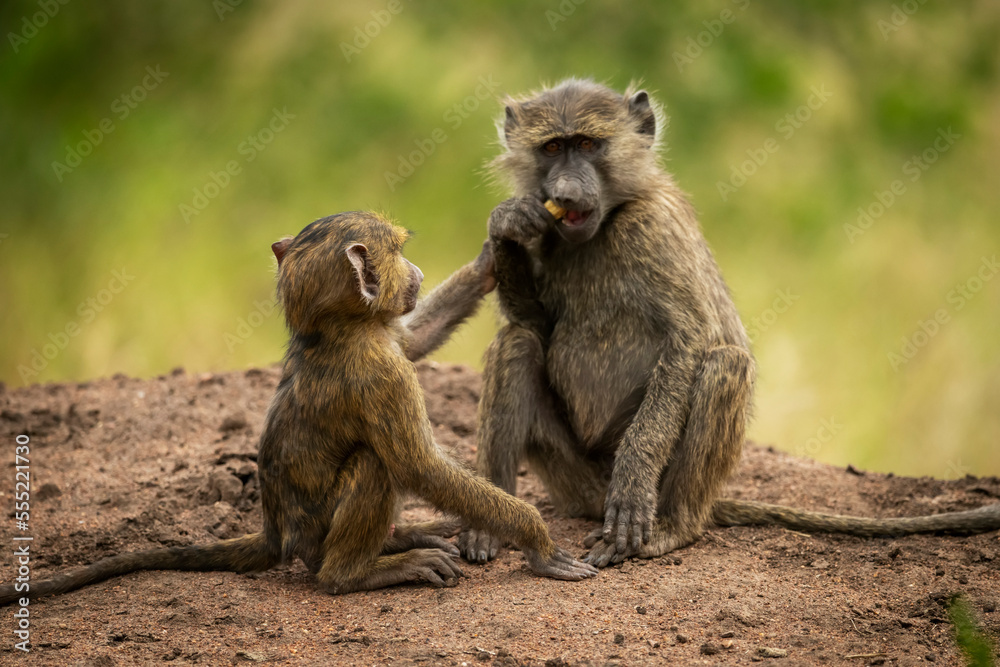 Baby reaches for food from Olive baboon (Papio anubis), Grumeti Serengeti Tented Camp, Serengeti National Park; Tanzania Baby reaches for food from Olive baboon (Papio anubis), Grumeti Serengeti Tented Camp, Serengeti National Park; Tanzania