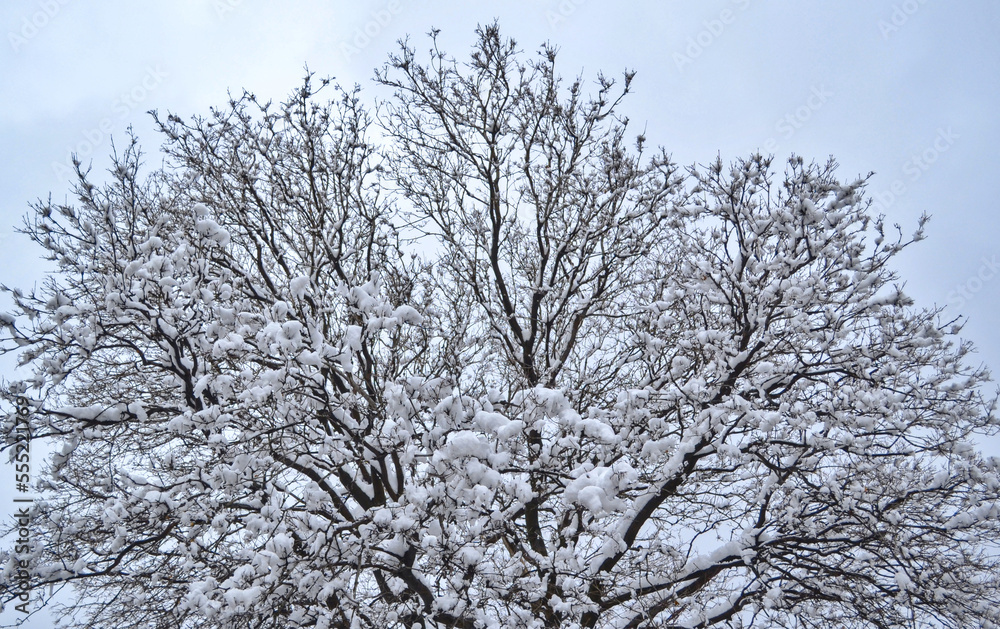 Snowy tree branches without leaf on a cloudy winter day.