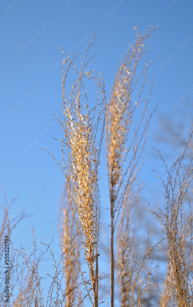 Fototapeta premium Close-up of grass (Miscanthus sinensis) in the wind on a winter sunny day.