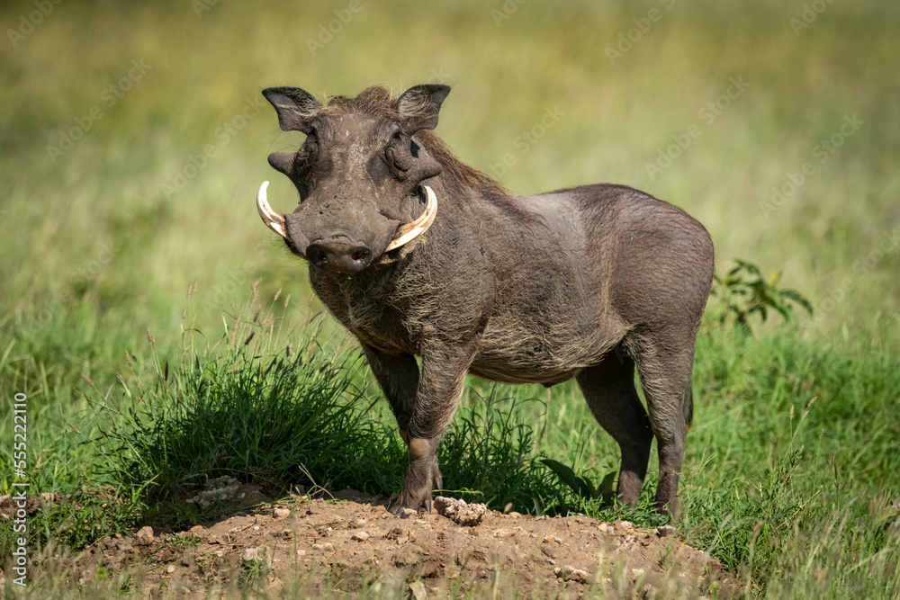 Common warthog stands on mound eyeing camera Common warthog stands on mound eyeing camera
