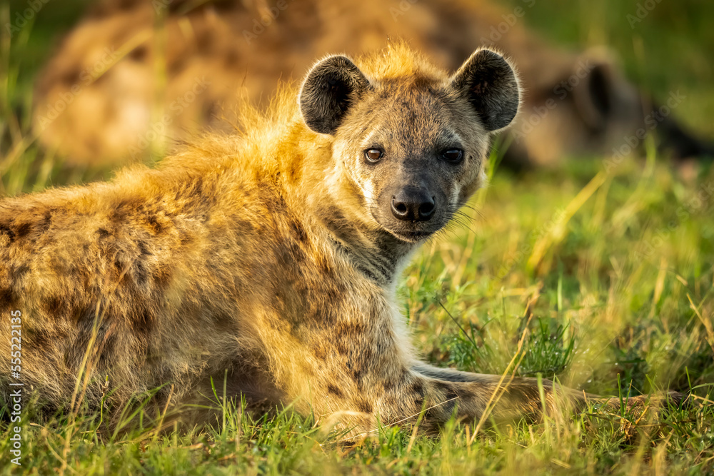 Close-up of spotted hyena (Crocuta crocuta) lying eyeing camera, Cottar's 1920s Safari Camp, Maasai Mara National Reserve; Kenya Close-up of spotted hyena (Crocuta crocuta) lying eyeing camera, Cottar's 1920s Safari Camp, Maasai Mara National Reserve; Kenya