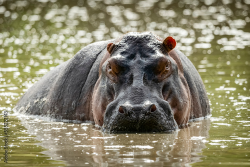 Hippo stares menacingly at camera from river photo