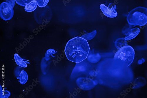 macro photography underwater jellyfish