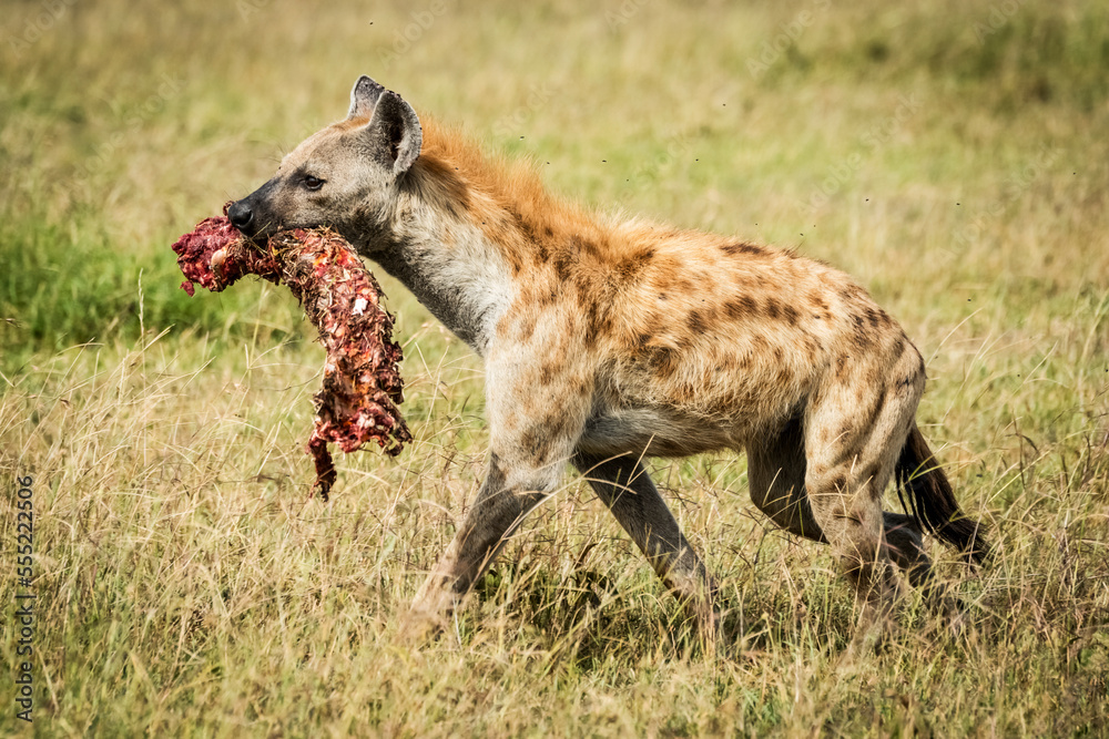 Spotted hyena (Crocuta crocuta) carries bloody bone across grass, Grumeti Serengeti Tented Camp, Serengeti National Park; Tanzania Spotted hyena (Crocuta crocuta) carries bloody bone across grass, Grumeti Serengeti Tented Camp, Serengeti National Park; Tanzania