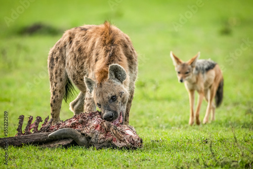 Spotted hyena (Crocuta crocuta) chews carcase watched by black-backed jackal (Canis mesomelas), Klein's Camp, Serengeti National Park; Tanzania