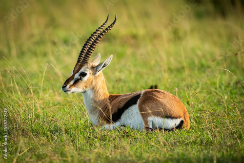 Thomson's gazelle (Eudorcas thomsonii) lies in grass facing left, Klein's Camp, Serengeti National Park; Tanzania photo