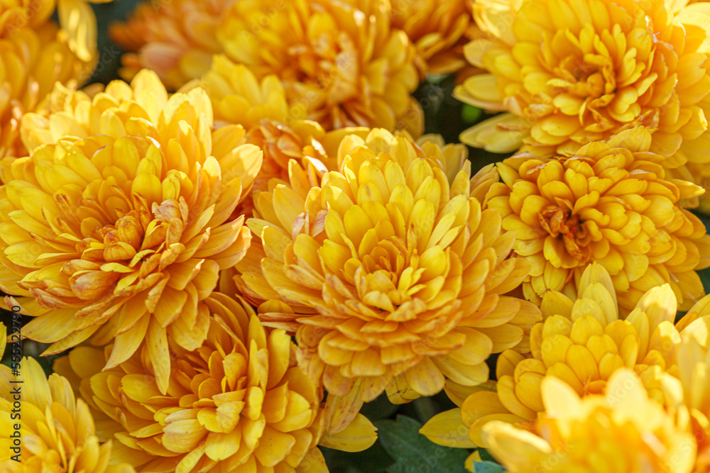 beautiful bushes of yellow chrysanthemum flowers beautiful bushes of yellow chrysanthemum flowers