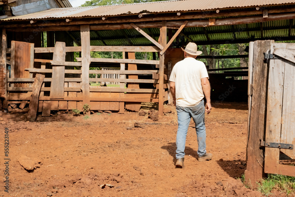 small producer of the field, harvesting corn, caring and feeding the bovine animals of the field. small producer of the field, harvesting corn, caring and feeding the bovine animals of the field.