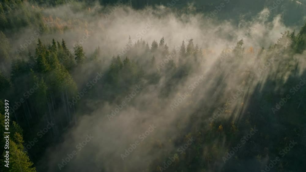 Morning forest sun tree rays branch sunset green foggy