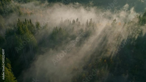 Morning forest sun tree rays branch sunset green foggy