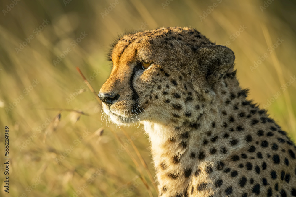Close-up portrait of cheetah (Acinonyx jubatus) backlit by golden sunlight on the savanna; Tanzania Close-up portrait of cheetah (Acinonyx jubatus) backlit by golden sunlight on the savanna; Tanzania