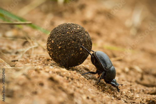 Close-up of dung beetle (Scarabaeidae) pushing ball of feces up slope; Tanzania photo
